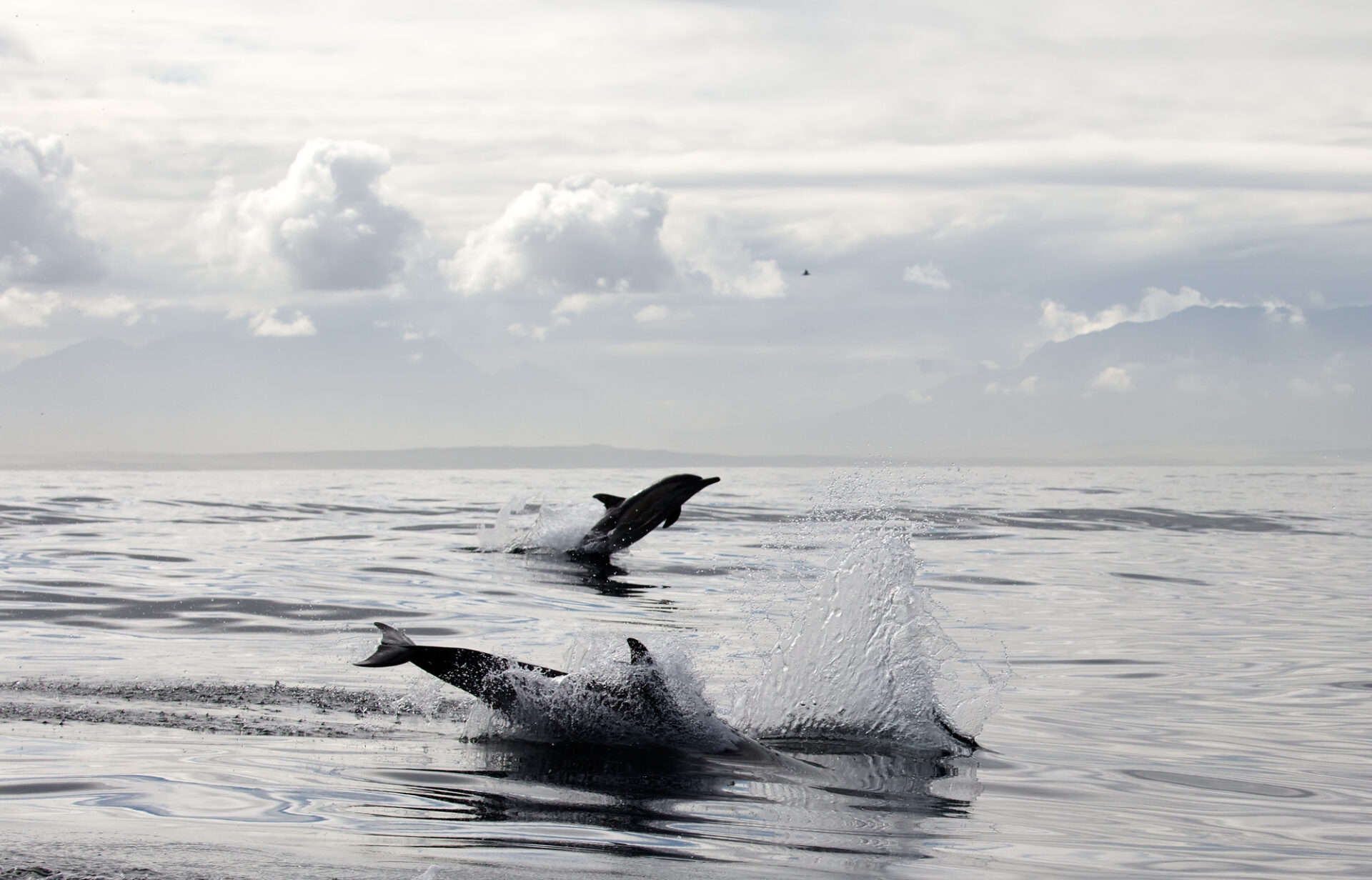 dolphins free ocean conscious travel guide