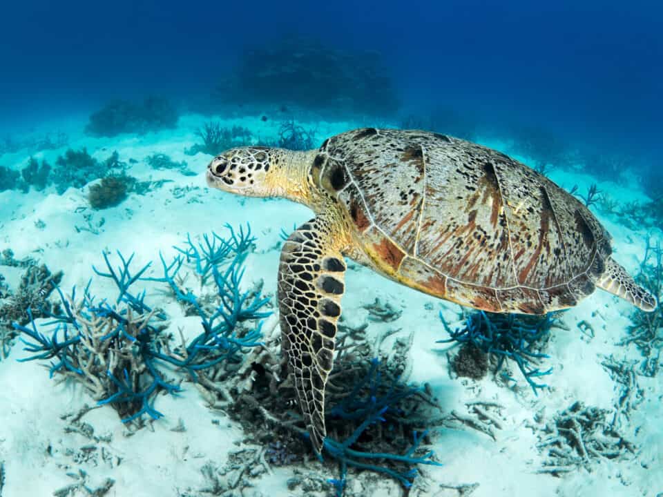 Volunteer vacations or voluntourism, marine conservation in australia