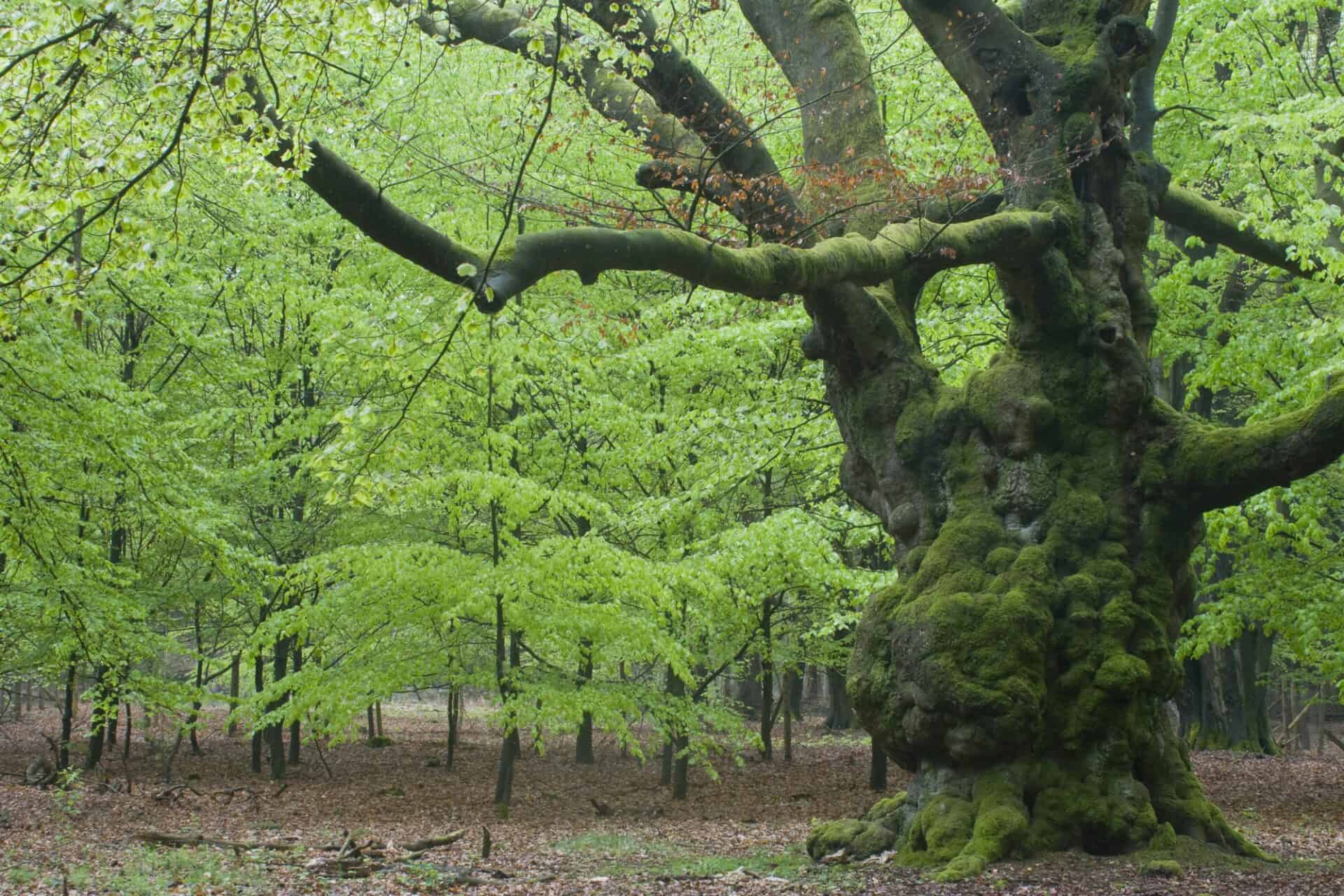 Old European beech (Fagus sylvatica) in forest