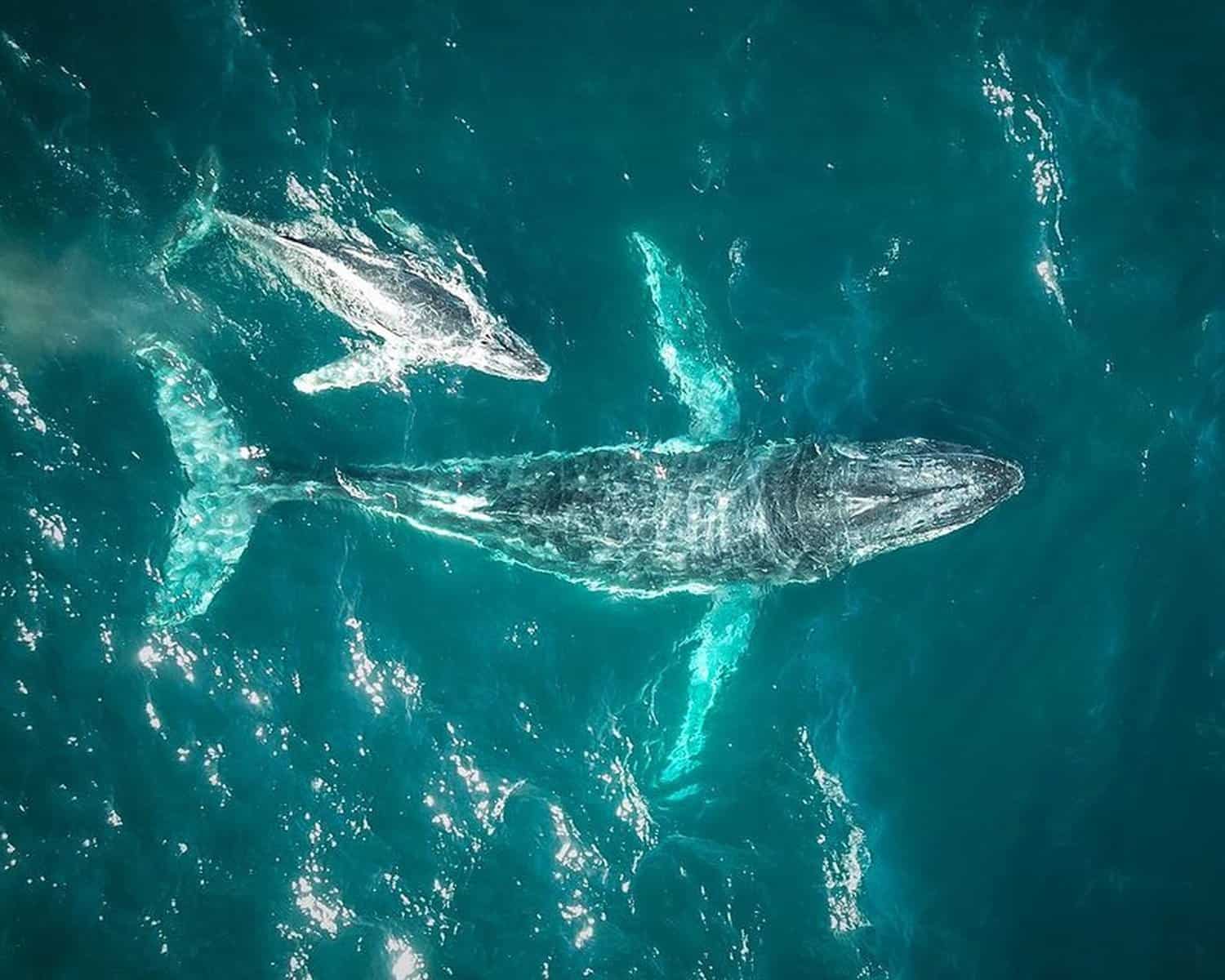 Slow moving whales are an easy target for cruise ships